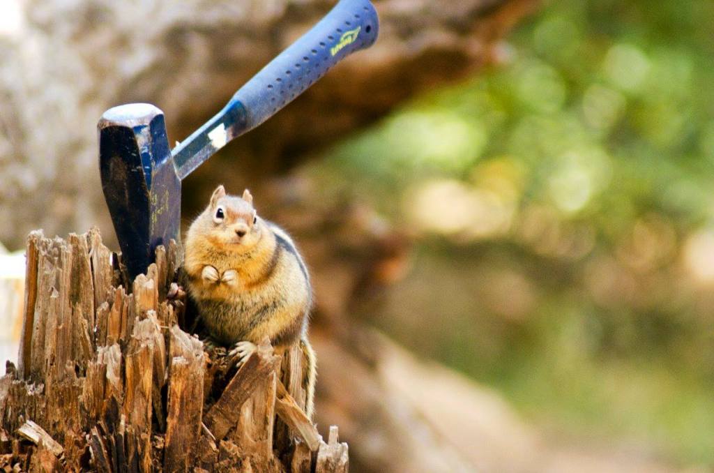 Monstrrr Photography - Chipmunks Mafia